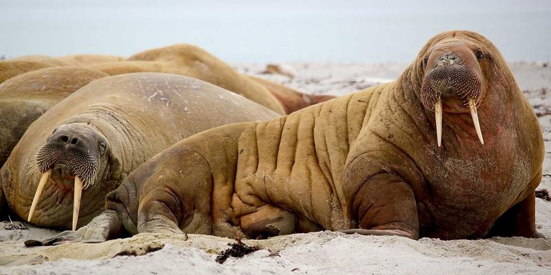 青岛德盛泰来供应链攻略：专业物流服务如何赋能企业高效运营